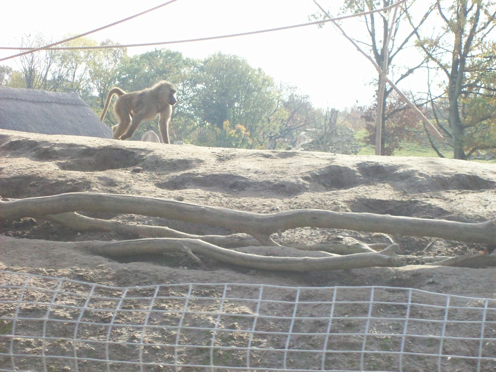 Zoom 18.10.2008-128.jpg
